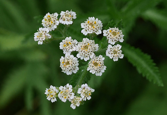 ヤマノコギリソウ