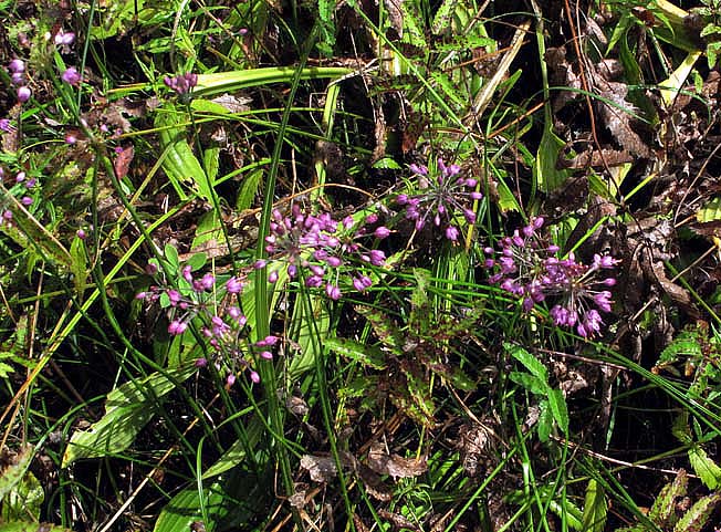 ヤマラッキョウ