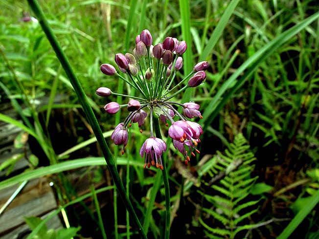 ヤマラッキョウ