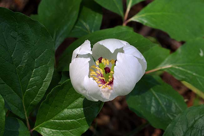 ヤマシャクヤク