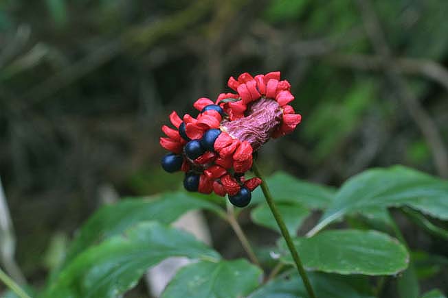 ヤマシャクヤク