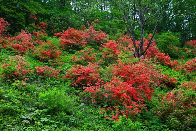 ヤマツツジ