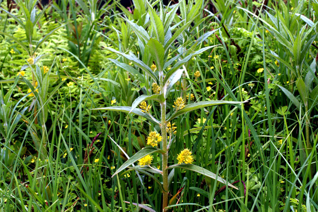 ヤナギトラノオ