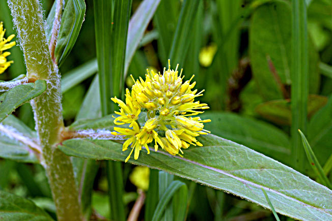 ヤナギトラノオ