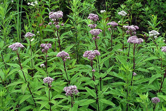 ヨツバヒヨドリ