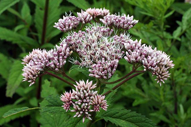 ヨツバヒヨドリ