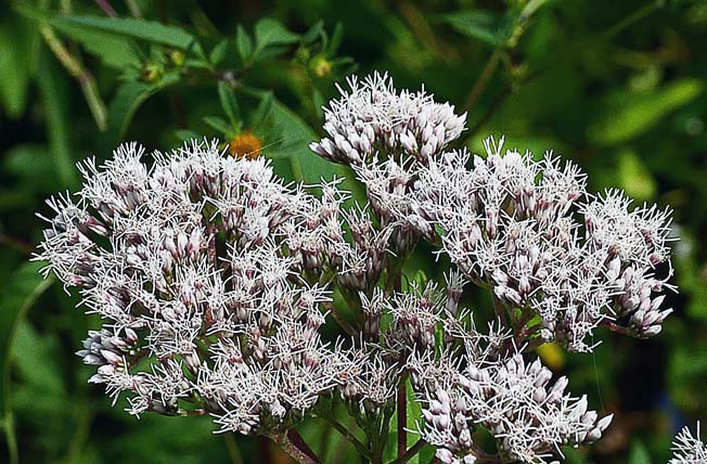 ヨツバヒヨドリ