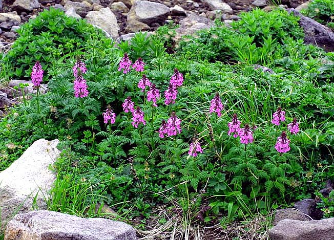 ヨツバシオガマ