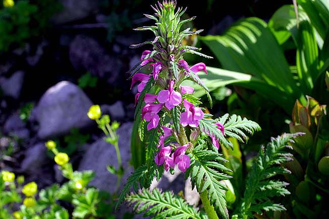 ヨツバシオガマ