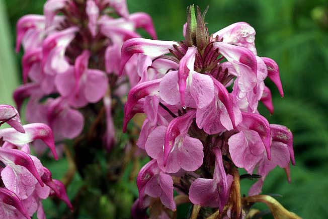 ヨツバシオガマ