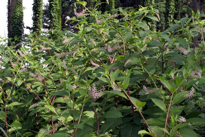 ヨウシュヤマゴボウ