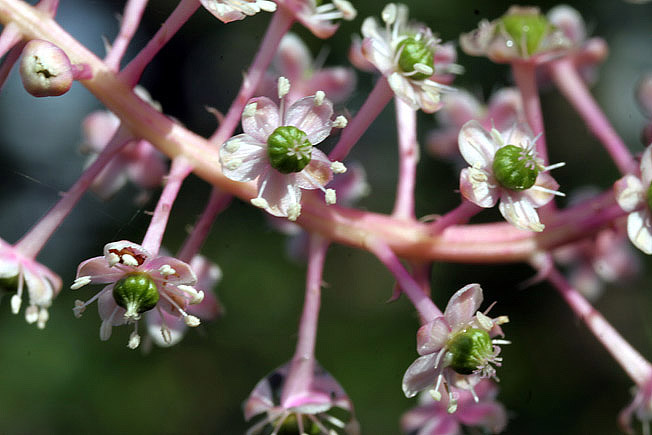 ヨウシュヤマゴボウ