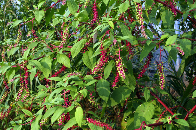 ヨウシュヤマゴボウ