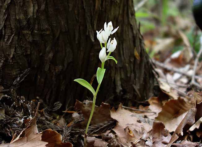 ユウシュンラン