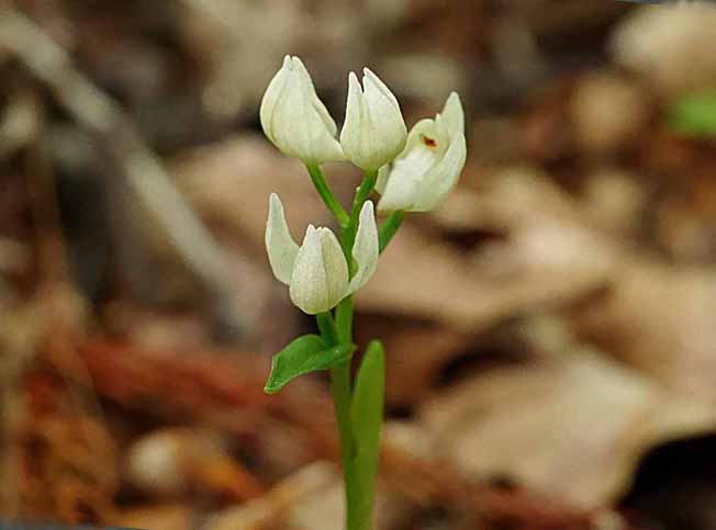 ユウシュンラン