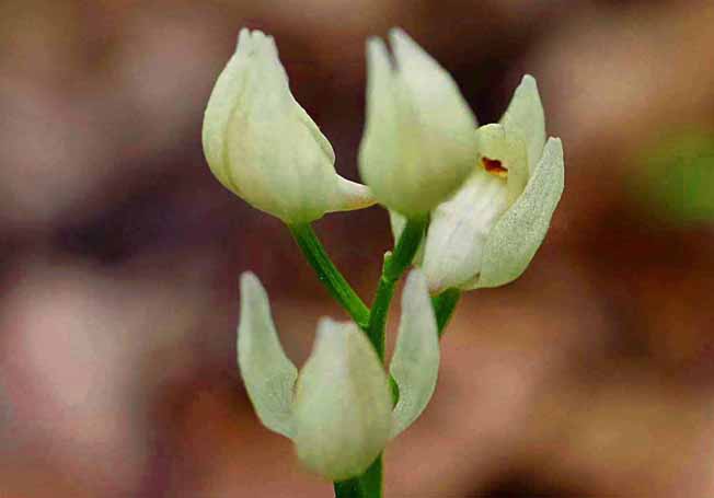 ユウシュンラン